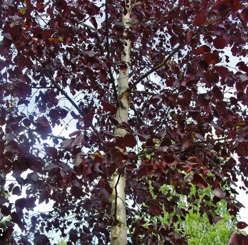 Береза повислая Роял Фрост