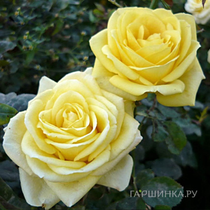 Роза Кронос