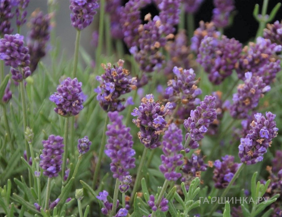 Лаванда Джавелин Дип Пепл