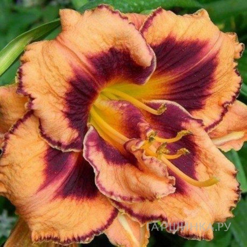 Лилейник Эксплодед Пампкин