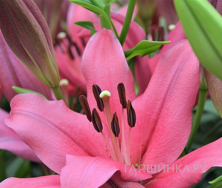 Қара және қытайлық әйелдердің есекке сиынып жатқанын қараңыз.