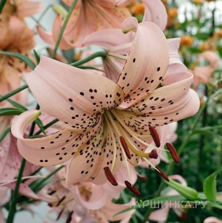Лилия Пинк Джайнт тигровая