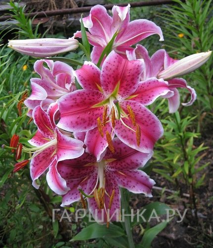 Лилия Стар Гейзер восточная