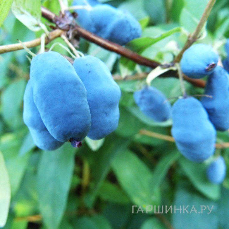 Жимолость Синичка