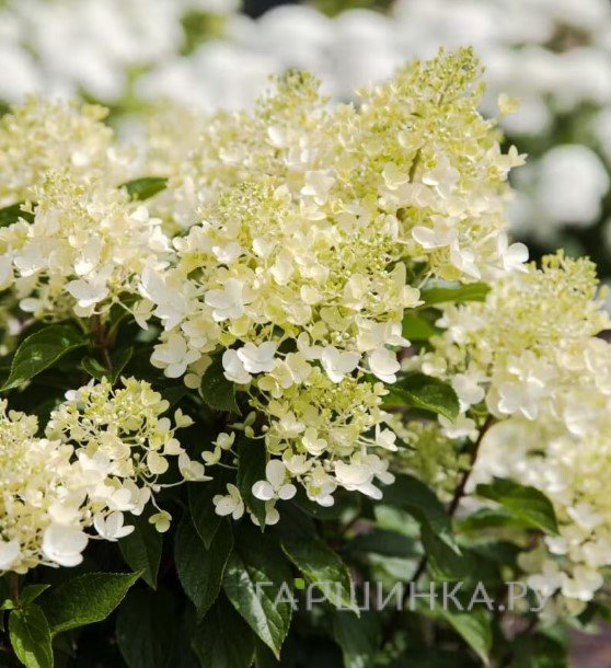Гортензия Милк энд Хани (Молоко и мед) метельчатая