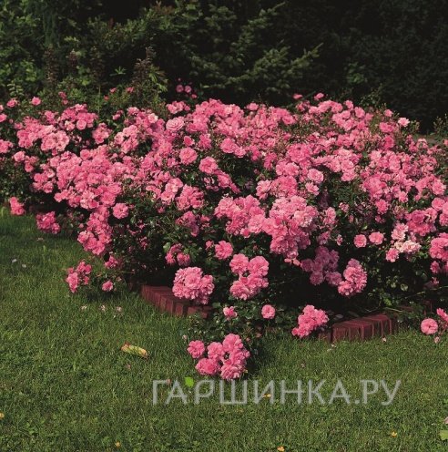 Роза Мирато почвопокровная, Тантау (лиц)