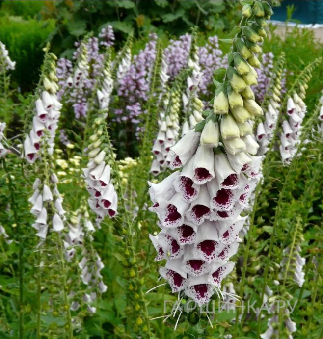 Наперстянка пурпурная Гиант Споттед
