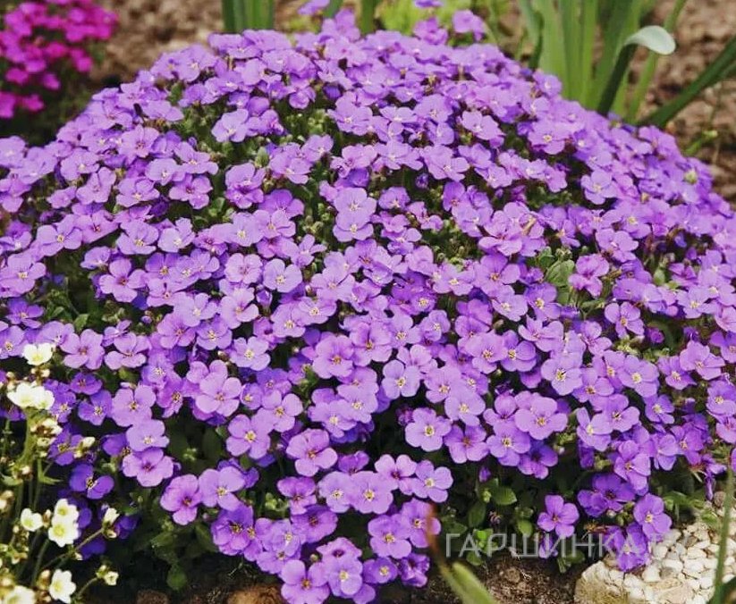 Обриета Блю Шейдес