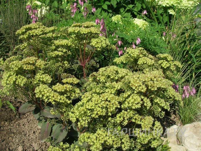 Очиток (седум) Citrus Twist