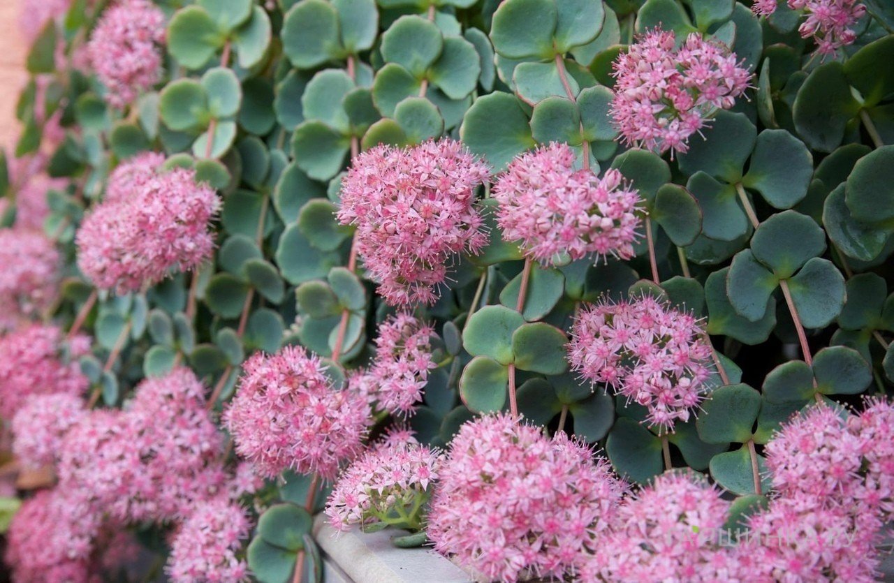 Очиток (седум) Зибольда