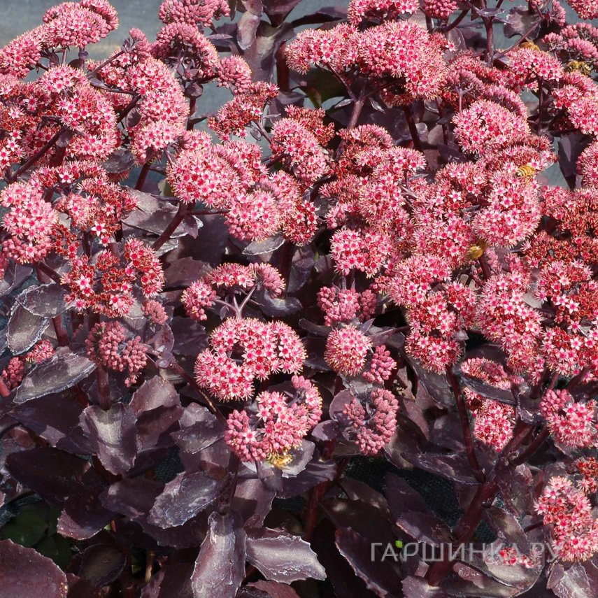 Очиток (седум) Черри Траффл