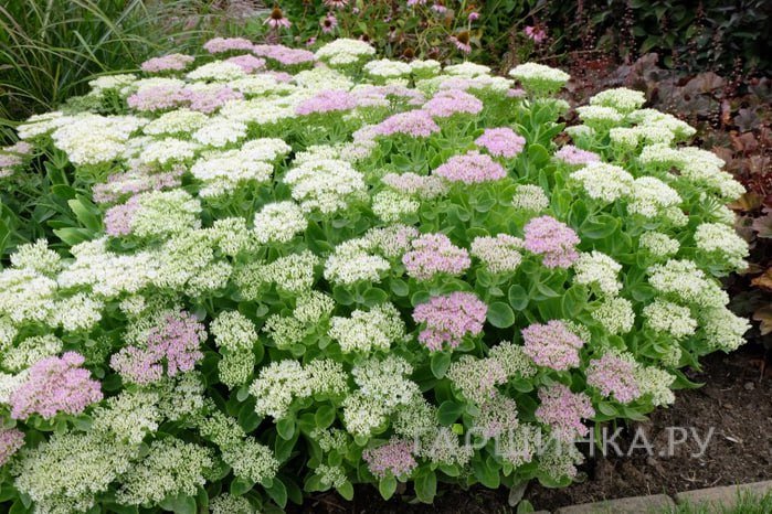 Очиток (седум) Стардаст