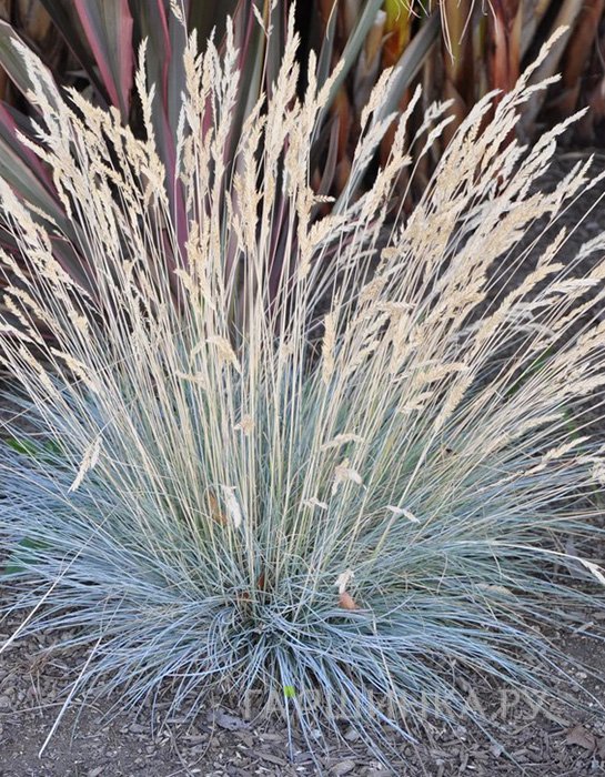 Овсяница Санрайз сизая