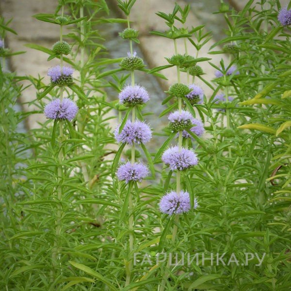 Мята красно-бурая