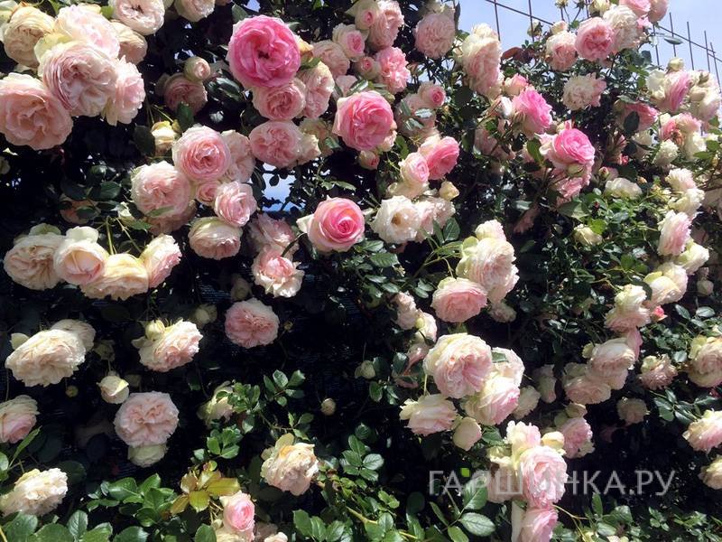 Роза Пьер Де Ронсар/Эден Роуз, Мейян (лиц)