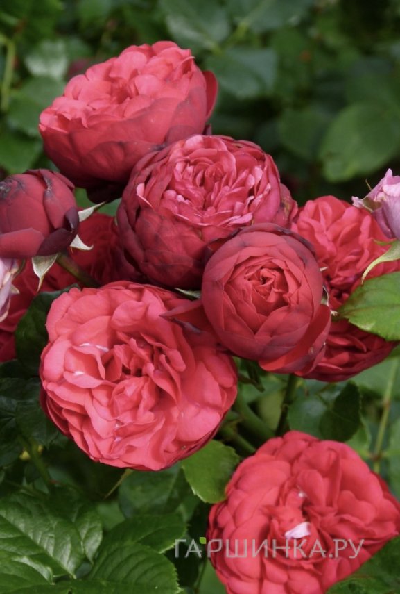 Роза Пиано чайно-гибридная, Тантау (лиц)