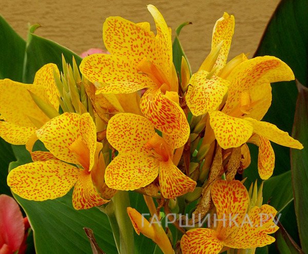 Канна Пикассо