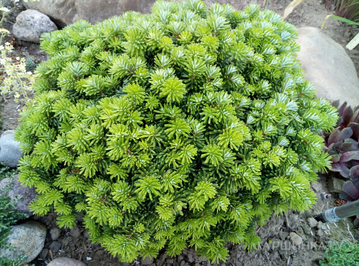 Пихта корейская Сильберлок