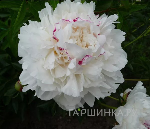 Пион Красная звезда на снежном холме белый