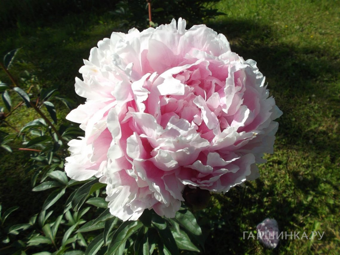 Пион Кенингин Вильгельмина