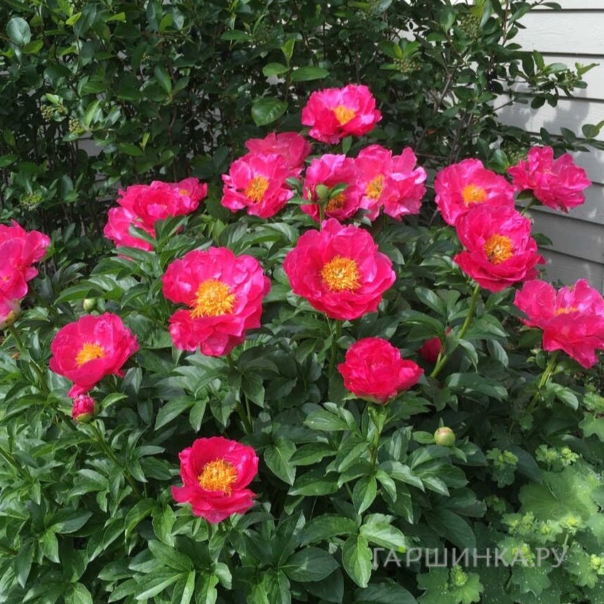 Пион Паула Фей