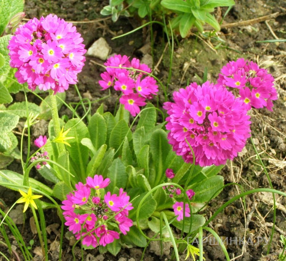 Примула мелкозубчатая Рубин/Лилак