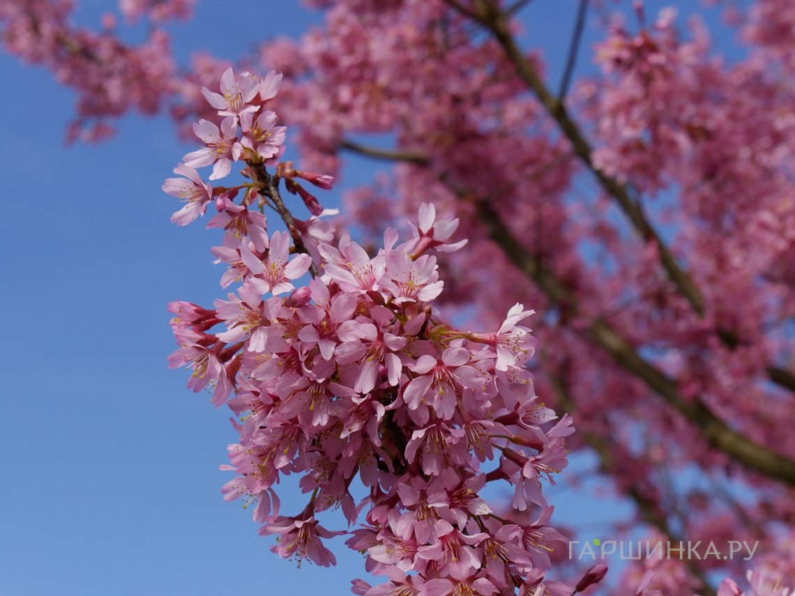 Сакура Пеан