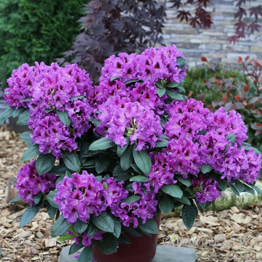 Рододендрон Распутин