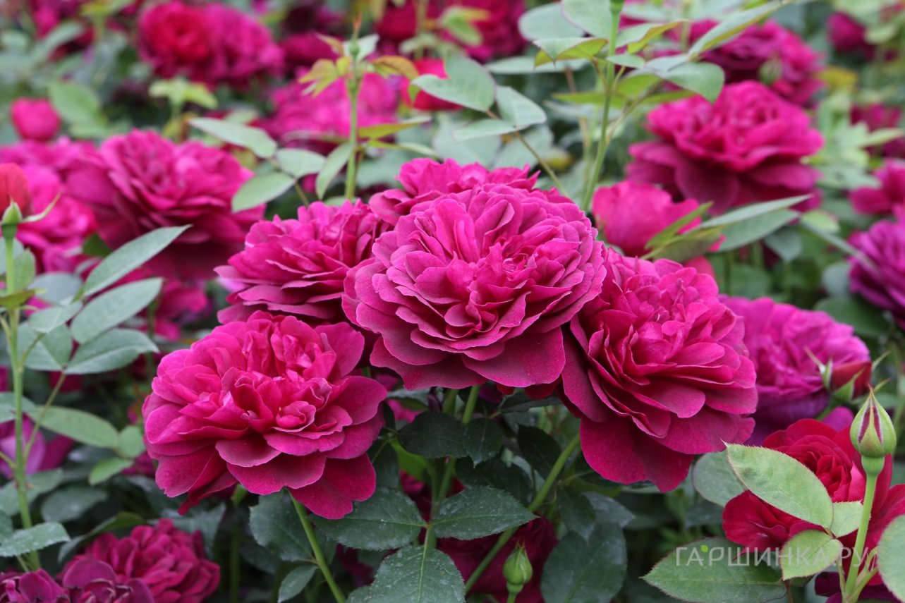 Роза Дарси Бассел