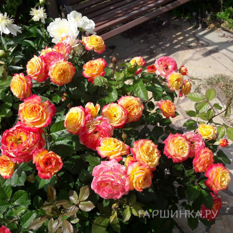 Роза Гартеншпас