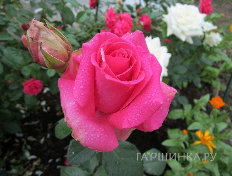 Роза Ланком