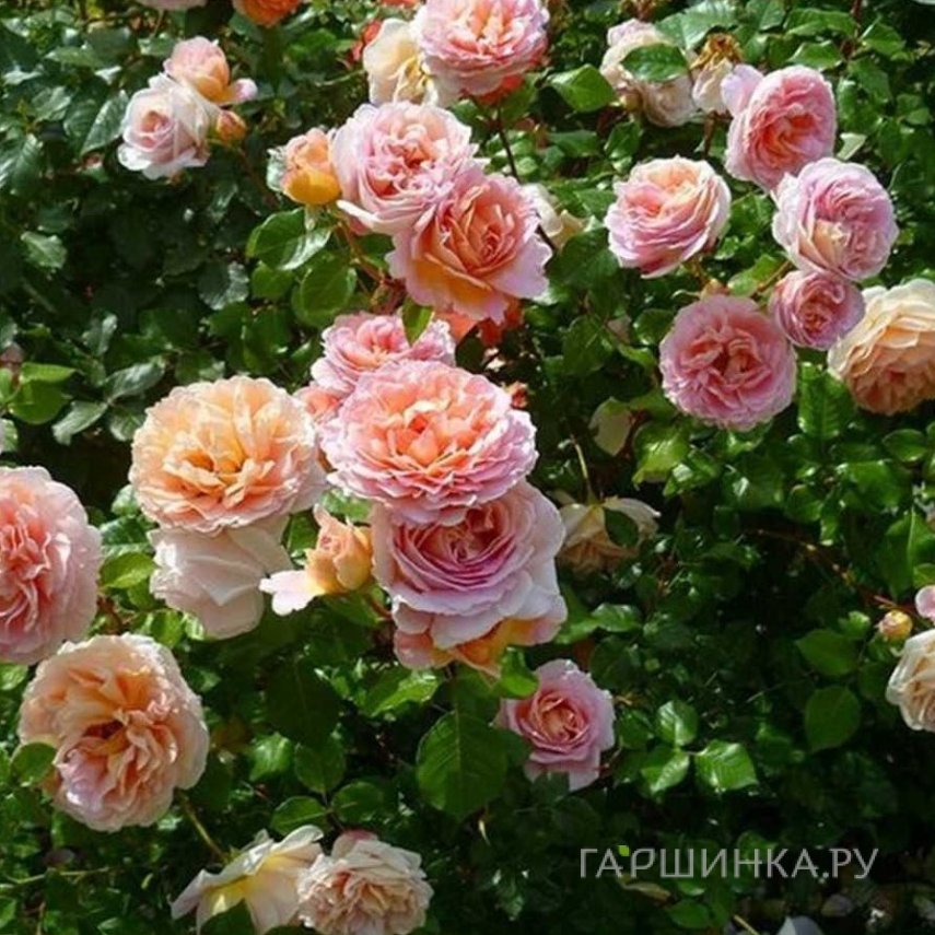 Роза Абрахам Дерби кустарниковая