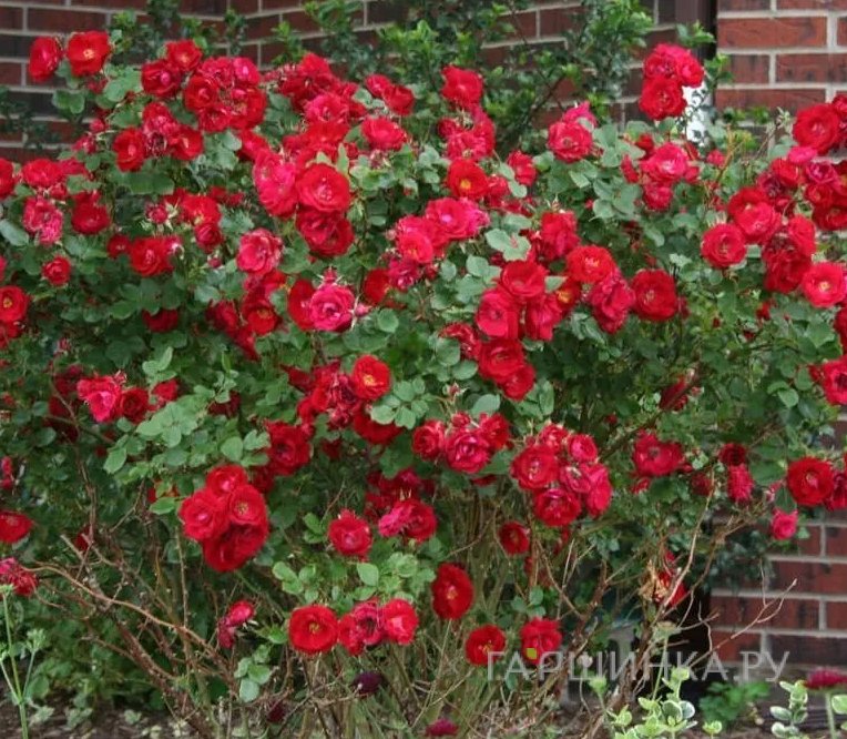 Роза Шамплейн канадская парковая (лиц)