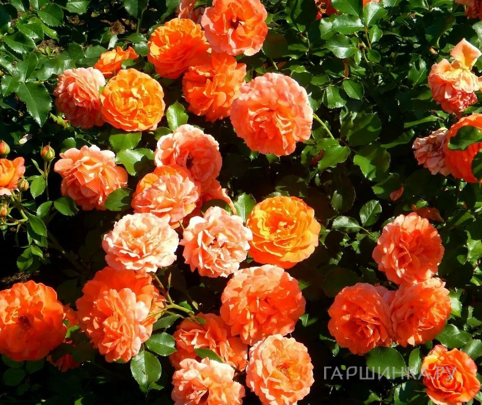 Роза Алоха плетистая, Топалович (лиц)