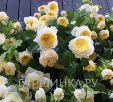 Роза Амнести Интернешнл, Дельбар (лиц)