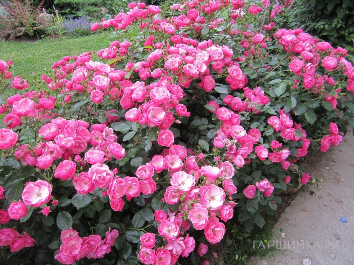 Роза Анжела кустарниковая