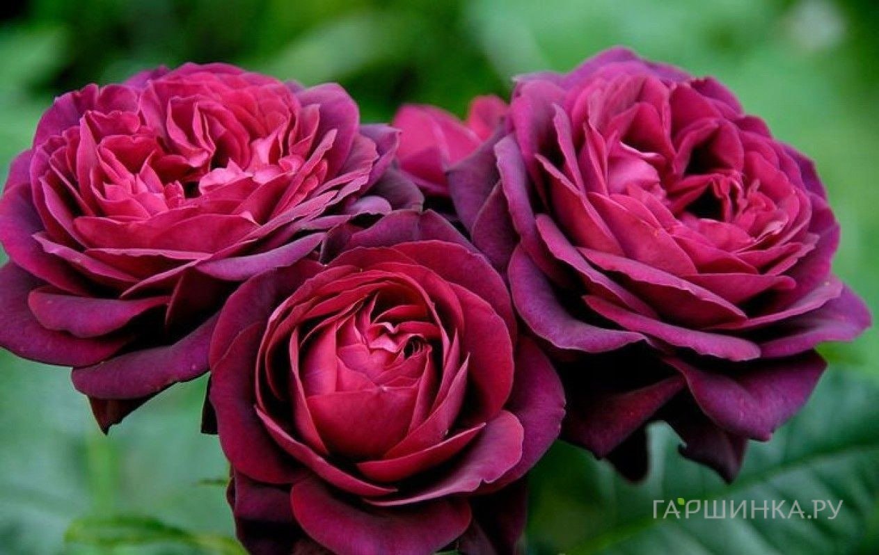 Роза Астрид Графин фон Харденберг кустарниковая, Тантау (лиц)