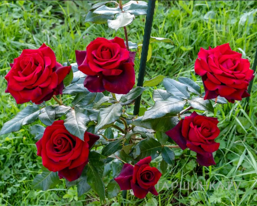 Роза Блэк Мэджик