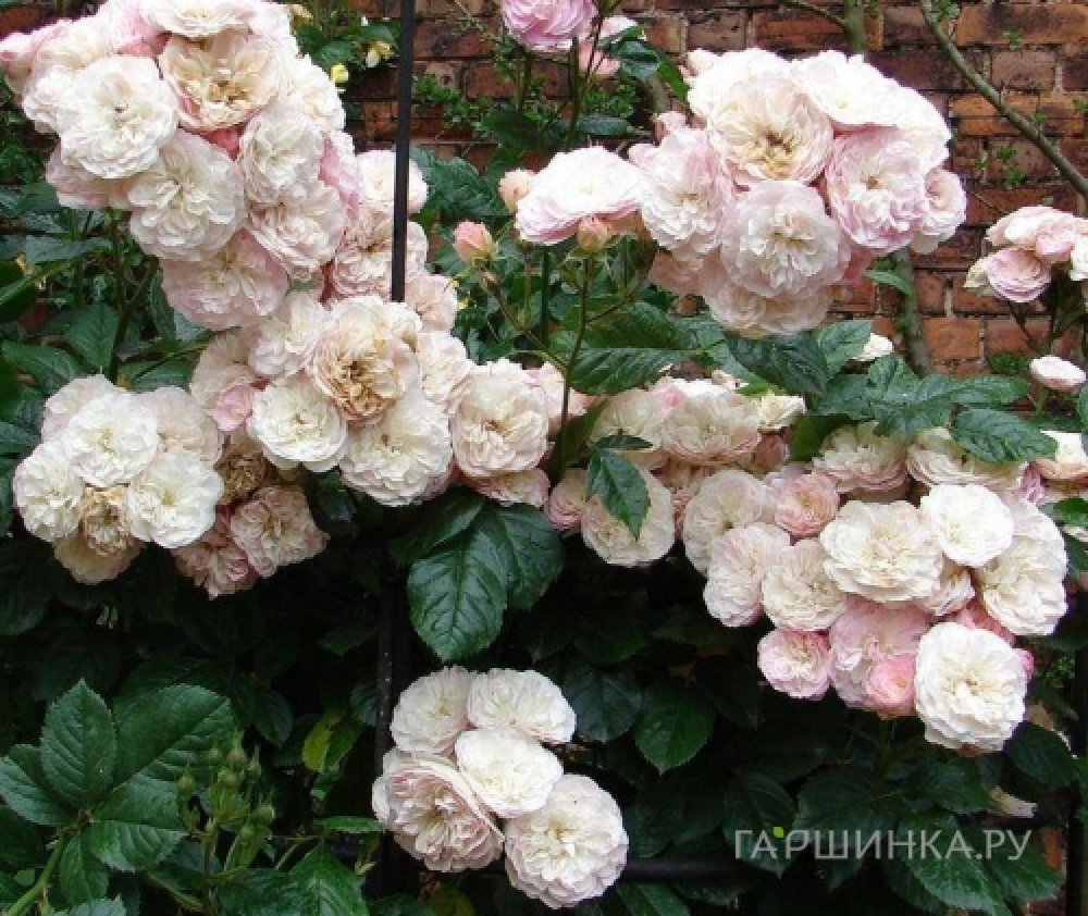 Роза Букет Парфэ мускусная, Ленс (лиц)