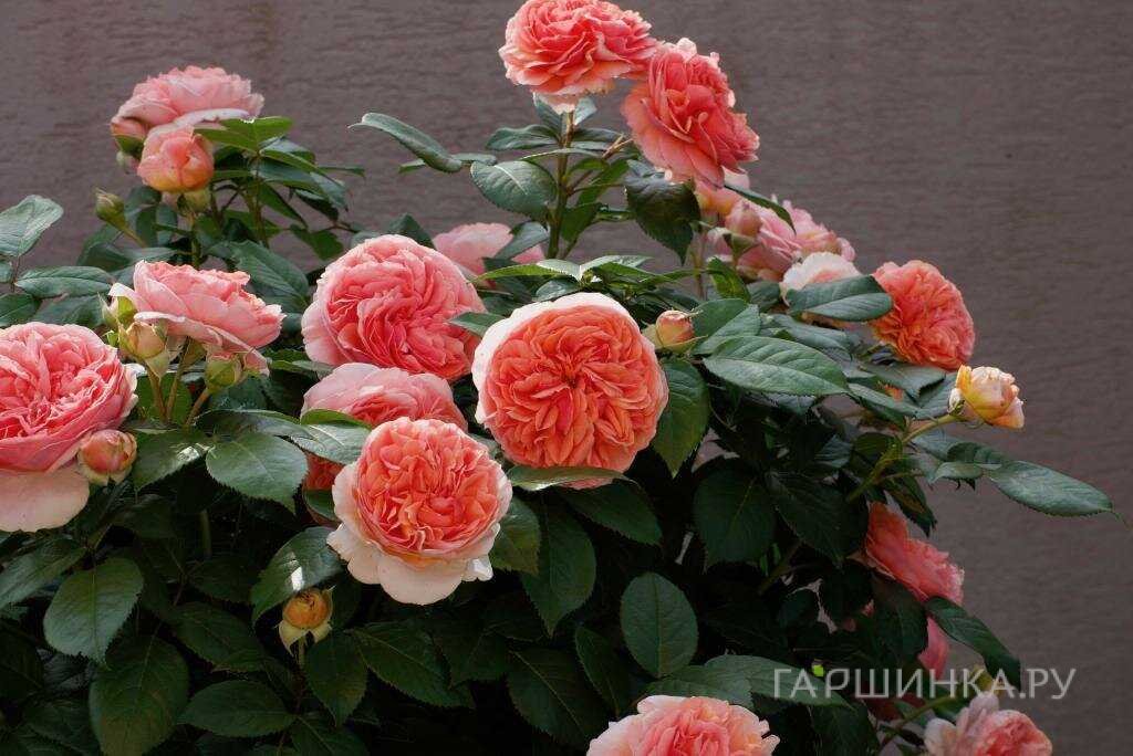 Роза Чипендейл, Тантау (лиц)