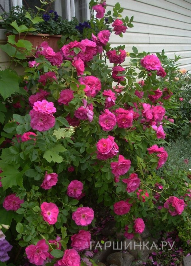 Роза Джон Кэбот канадская парковая (лиц)