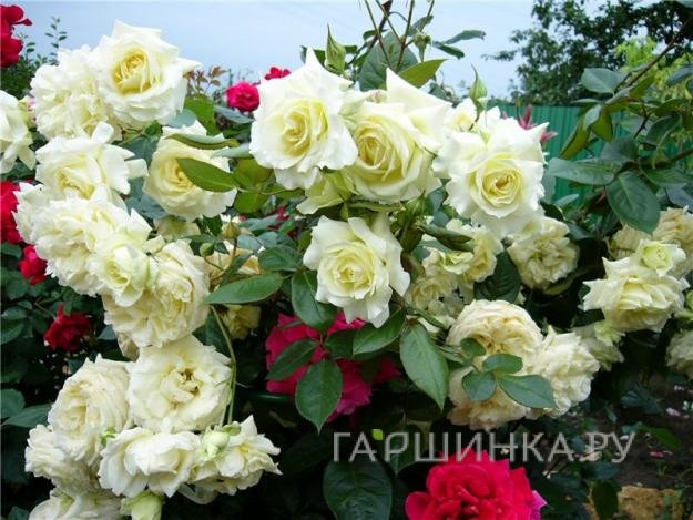 Роза Эльф плетистая, Топалович (лиц)