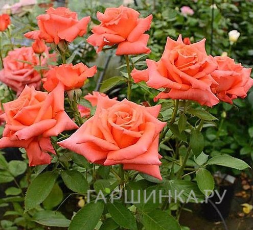 Роза Энн Вандерлав, НИРП (лиц)