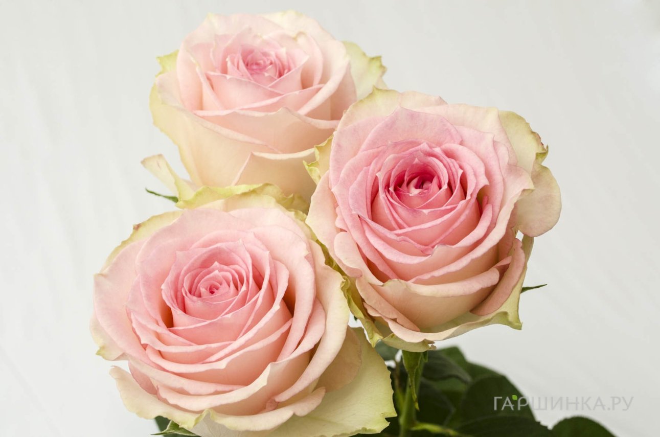 Роза Эсперанс