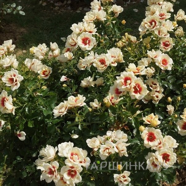 Роза Глориос Бэбилон Айз, Интерплант (лиц)