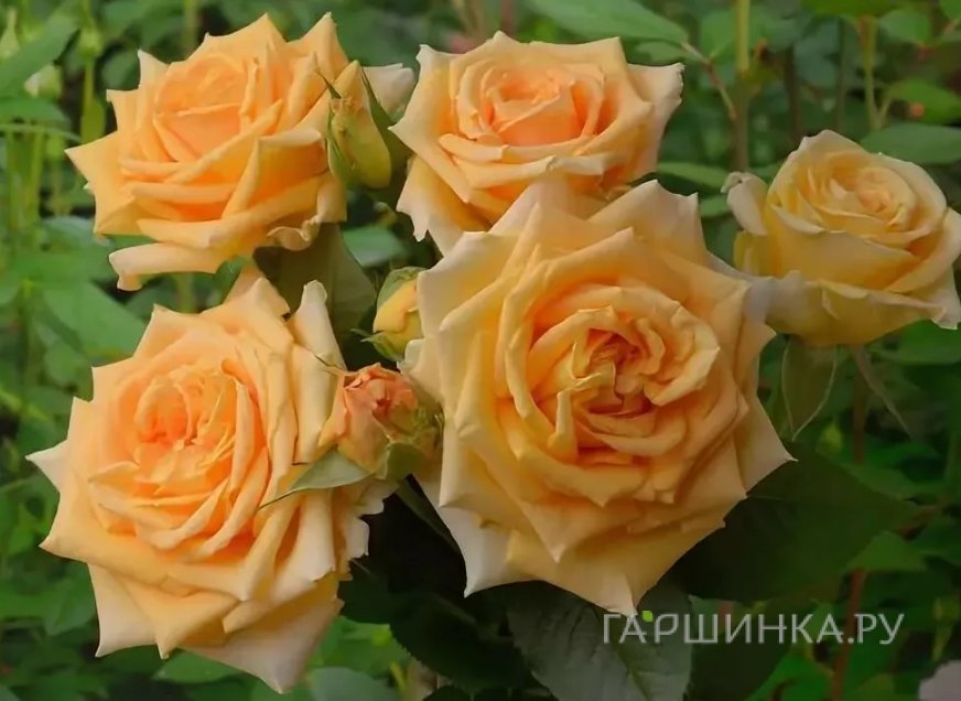 Роза Капучино чайно-гибридная, Тантау (лиц)