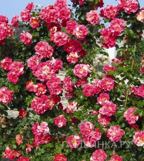 Роза Кэнди Лэнд плетистая, Викс (лиц)