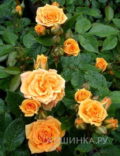 Роза Клара миниатюрная, Imperial Rose
