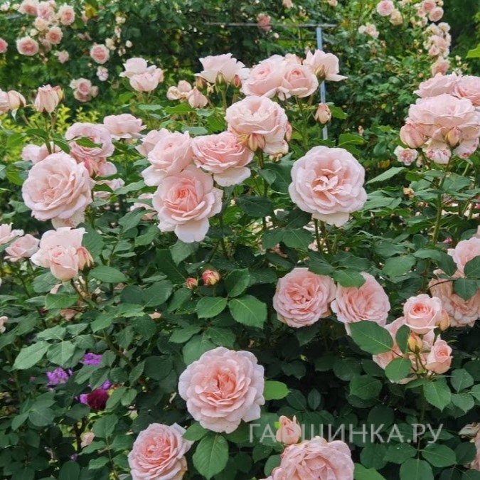 Роза Клер Ренессанс, Пулсен (лиц)