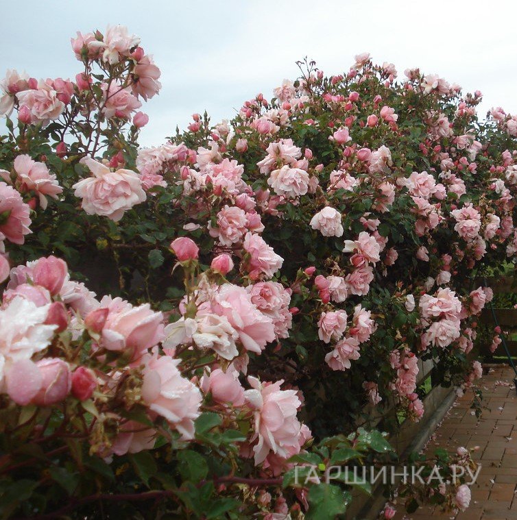 Роза Компассион плетистая, Топалович (лиц)